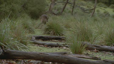 kangaroo hopping through wet grass