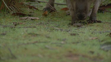 Kangaroo walking, looking for grass to eat