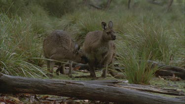 2 kangaroos grazing in rain