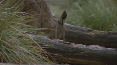 2 kangaroos grazing in rain