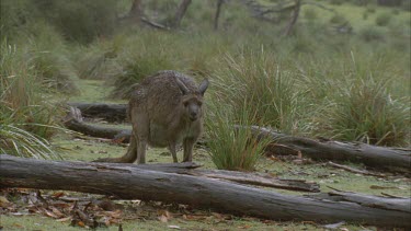 Kangaroo grazing in rain