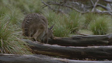 Kangaroo hops over log