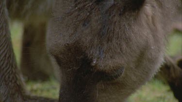 Kangaroo and joey in pouch, both grazing