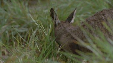 Kangaroo grazing