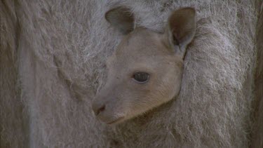 Kangaroo joey in pouch