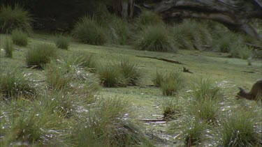 Kangaroo hopping through wet grass