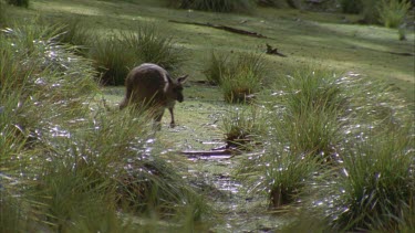 Kangaroo hopping through wet grass