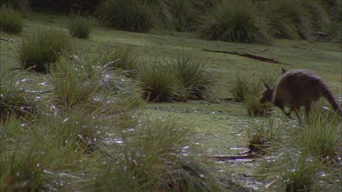 Kangaroo hopping through wet grass