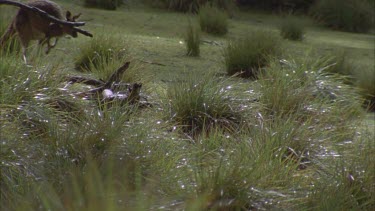 Kangaroo hopping through wet grass