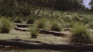 Kangaroo hopping through wet grass