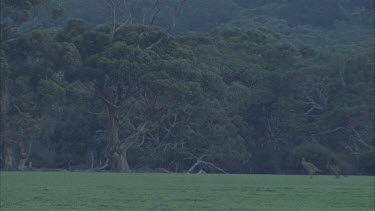 Kangaroos large mob hopping over grass paddock