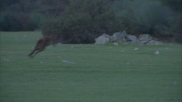 Kangaroos hopping on grass paddock