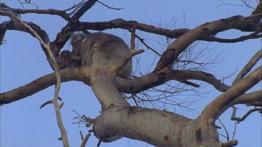 Koala sleeping in gum tree with very few leaves