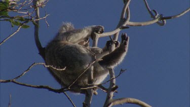 Koala sleeping in gum tree with very few leaves