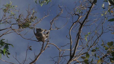 Koala in gum tree, scratches itself, then stretches