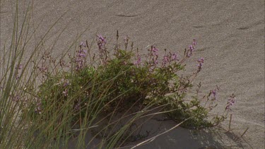Sand dunes coastal Kangaroo Island, flowering plant