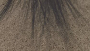 Sand dunes coastal Kangaroo Island, from shadow on sand tilt up to flowering plant