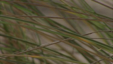 Sand dunes coastal Kangaroo Island, leaves of grass, pan