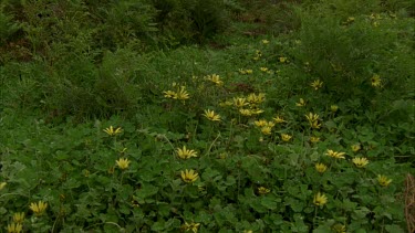 Daisies tilt up to historic hut and old rake