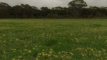 Daisies, pan to historic hut with rusty rake in FG