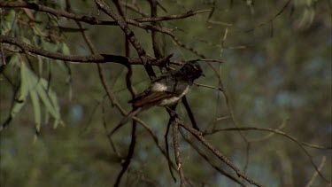 Willy wagtail in tree calling and preening itself