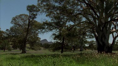 Pan from river red gum to historic Wilpena Pound station building