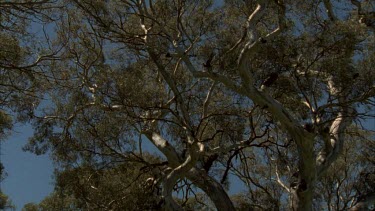 Historic building Wilpena Pound and red gums