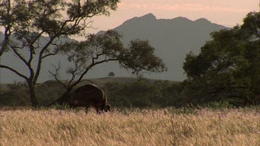 Emus feeding in grass Flinders Ranges in BG