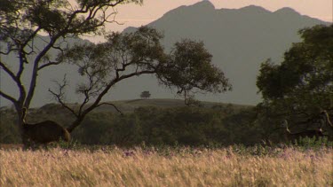 Emus feeding in grass Flinders Ranges in BG