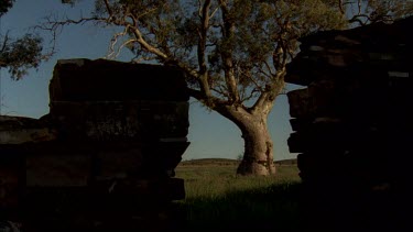 Stone wall of dilapidated house and red gum