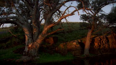 red gums and billabong