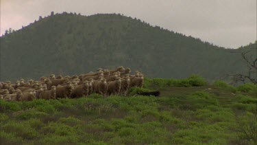 Sheep being moved by dog