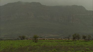 flock of sheep running