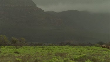 flock of sheep walking