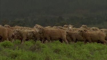 flock of sheep