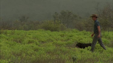 Man and sheepdog moving sheep