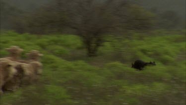 sheepdog rounding up sheep