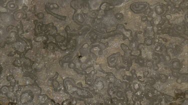 water splashing on skeletal fossils of primitive coral like animals