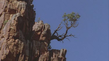 cypress pine on side of ridge