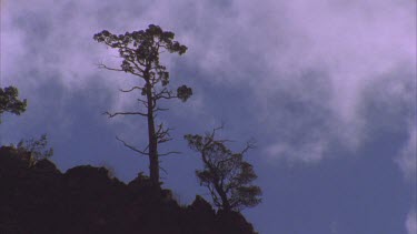 looking up at lone Callitris Tree on ridge in silhouette clouds move behind time lapse