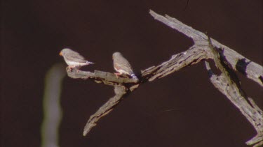 2 zebra finch perched on dead branch