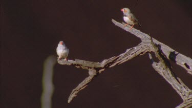 2 zebra finch perched on dead branch