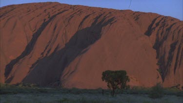 Uluru surface showing undulating rock and light and shade tree and some vegetation in foreground small hair in top of frame