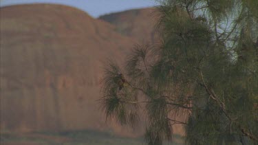 Kata Juta rock soft behind Casuarina trees