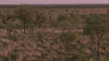 pan onto bush and flower of a Flame Grevillia eriostachya