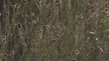 button heads on sand dune grasses early morning light spiders webs in between