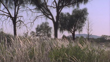 desert she oak trees with glistening grasses at base