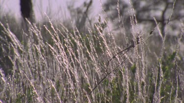 glistening grasses seed heads in morning light