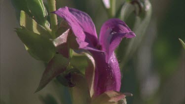 ?? Various shots of purple flower from sand dunes