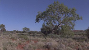 sand dune vegetation around Kata Juta some Eucalypts